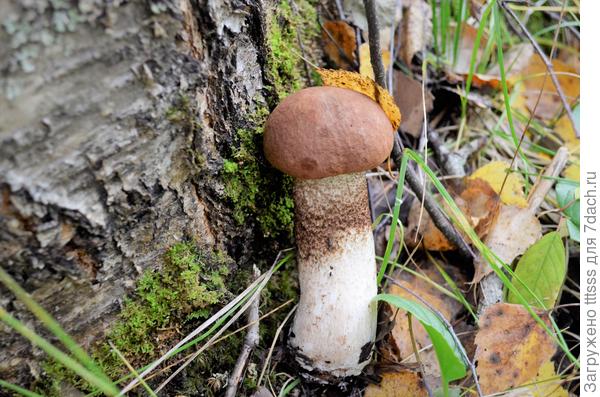 Подосиновик