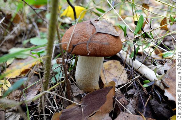 Подосиновик