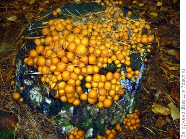 Семейство опят