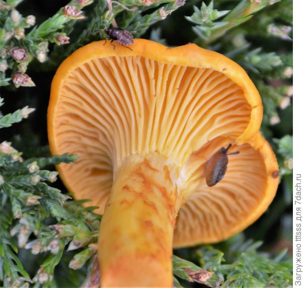 чья то крыша...