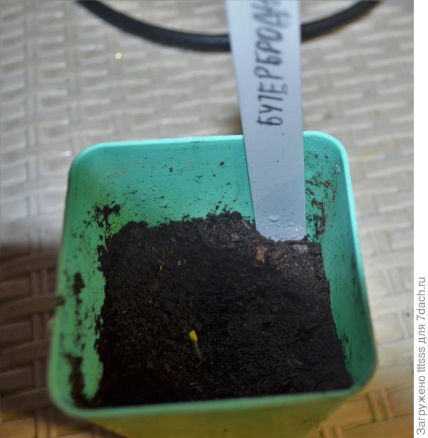 петрушка Бутербродная