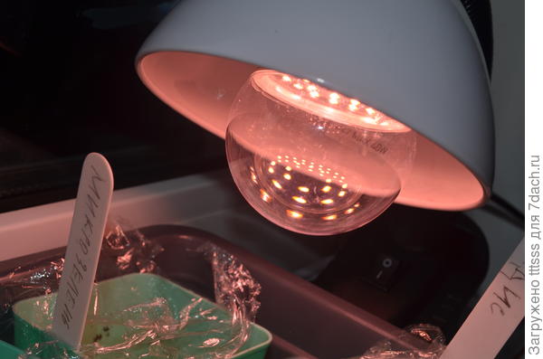 Подсветка фитолампой