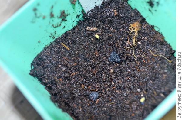 Петрушка листовая Бутербродная