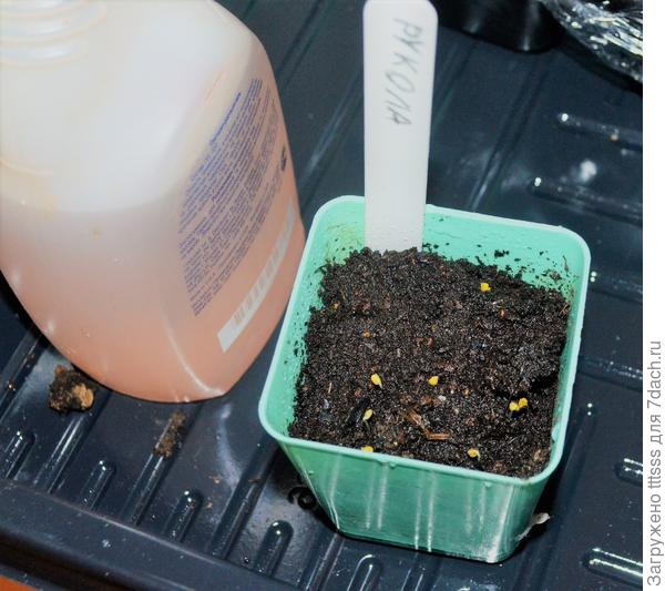 Петрушка листовая Бутербродная