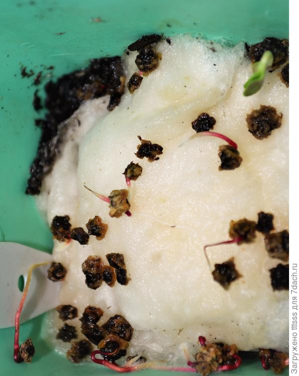 Микрозелень Свёкла