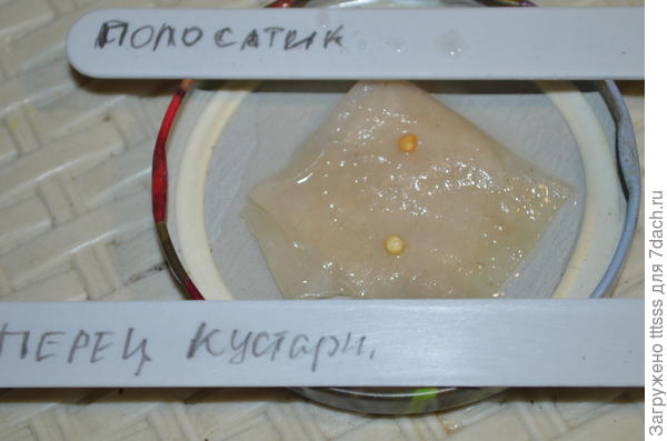 Замачивание семян