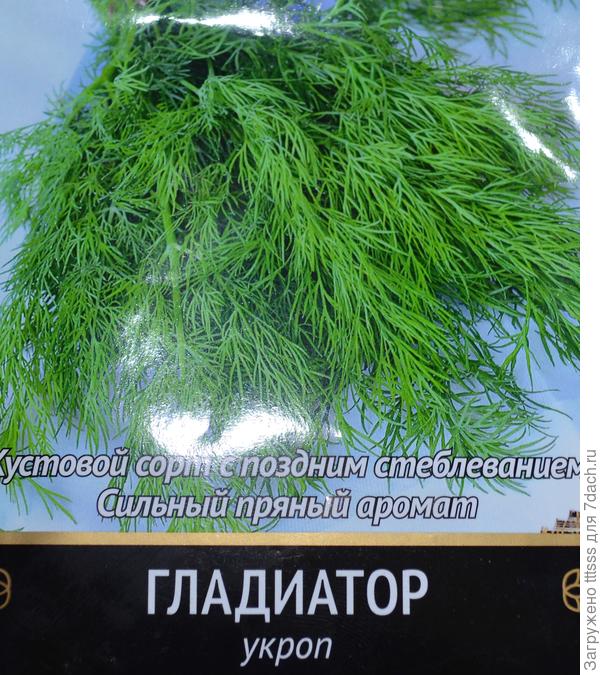 Укроп Гладиатор