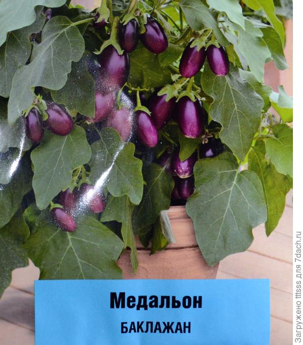 баклажан Медальон