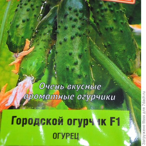 Городской огурчик