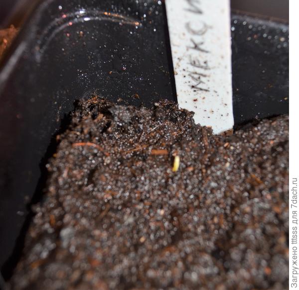 Перец кустарниковый Мексиканец