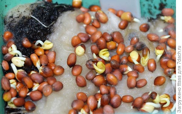 Микрозелень дайкона