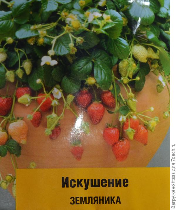 Клубника искушение. Клубника ампельная искушение f1. Клубника а каскадная искушение. Клубника ползуниха f1 ремонтантная. Клубника искушение f1.