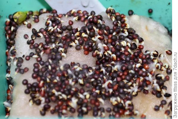 Микрозелень брюква