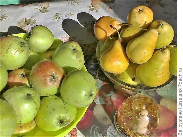 Урожай яблок и груш