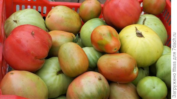 Урожай томатов