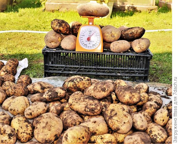 Урожай картофеля