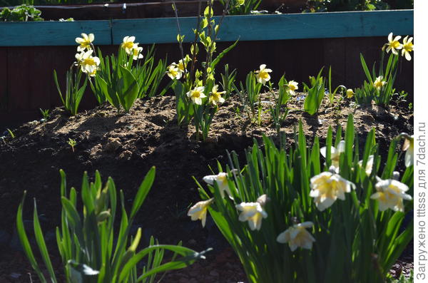 Распустились нарциссы