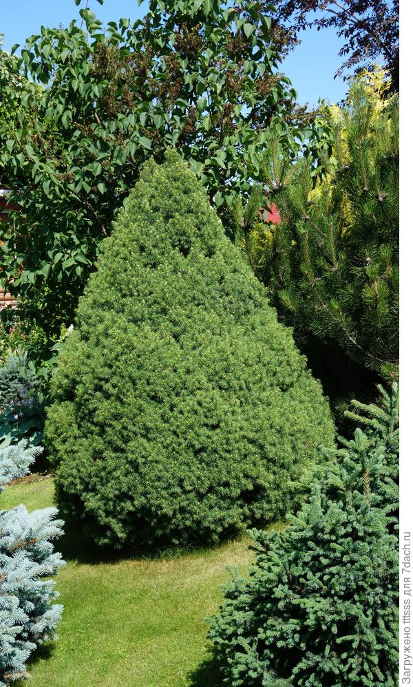 Ёлочка из леса