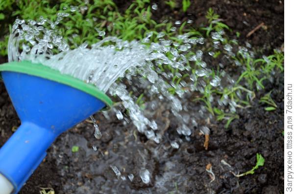 Поливаю укроп водой