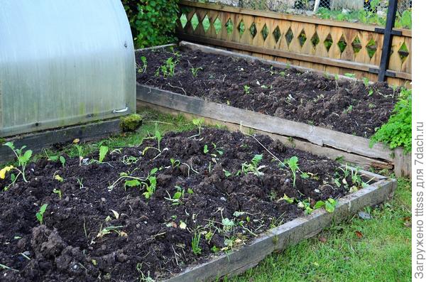 Заделываю сидераты в землю