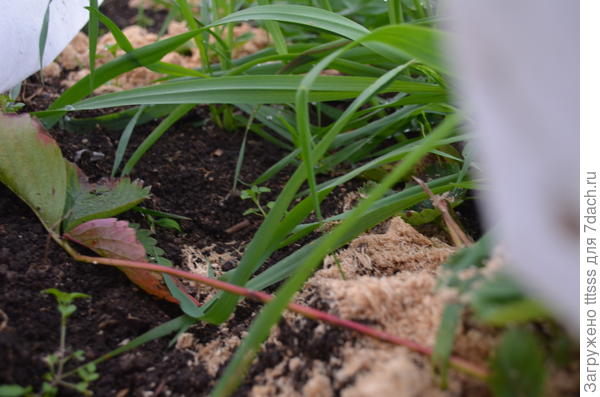 Клубника пол укрытием