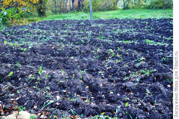 Картофельный участок