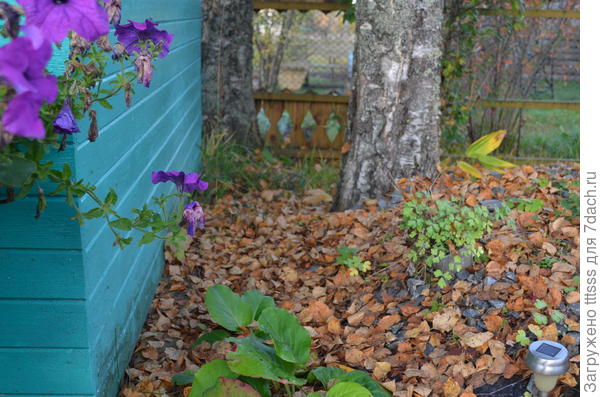 Опавшая листва