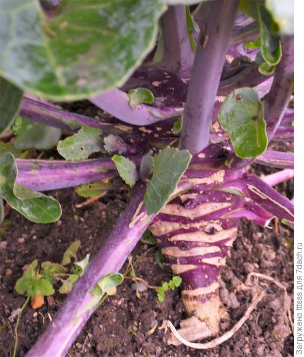 Капуста Засолиха F1