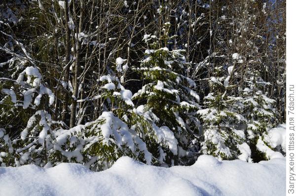 Зима - это нарядные ёлочки
