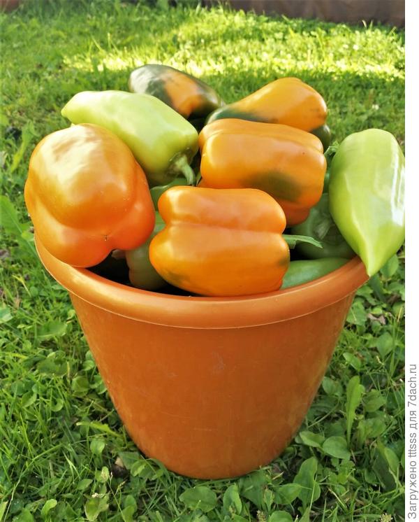 Перец сладкий Оранжевое чудо F1. Агротехника, описание сорта. Фото
