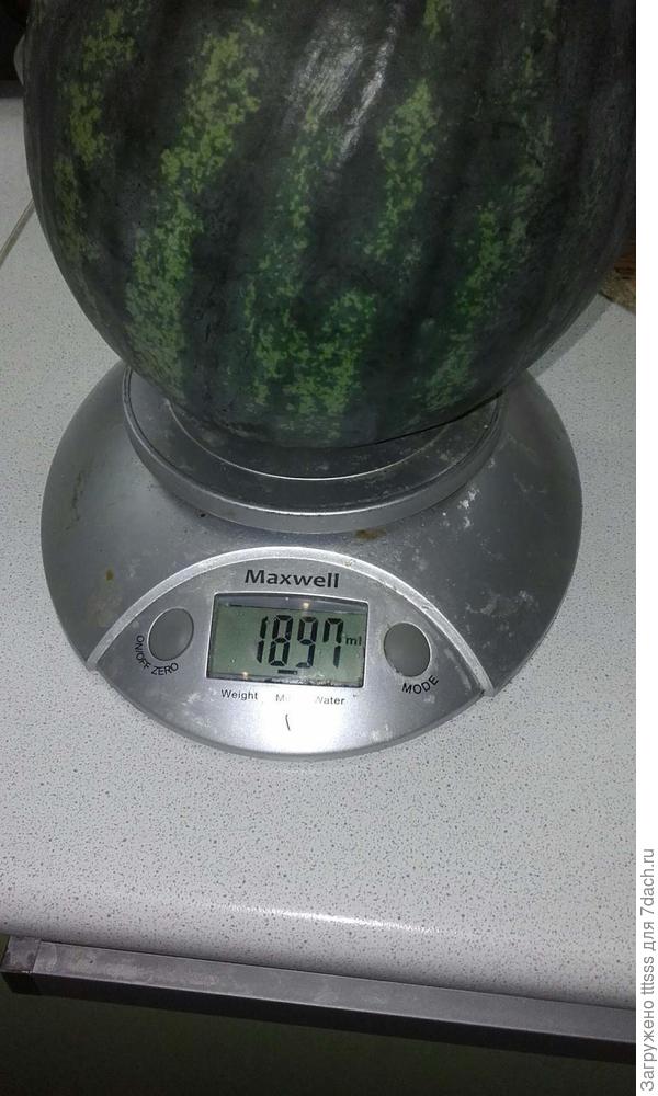 арбуз сорта Лимончелло F1