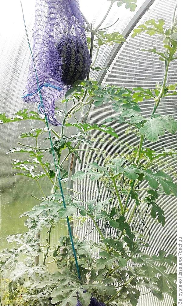 арбуз сорта Лимончелло F1