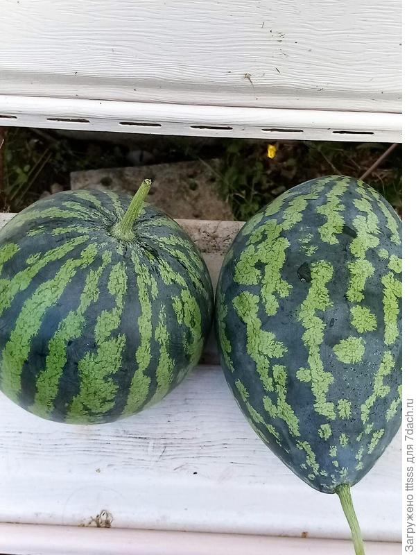 арбуз сорта Лимончелло F1