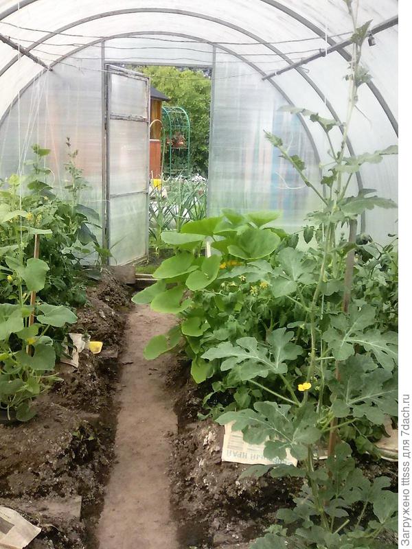 арбуз сорта Лимончелло F1