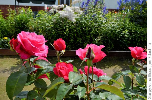 Alexandra Renaissance