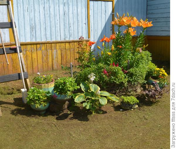 Лилия ЛА-гибрид Ройал Тринити