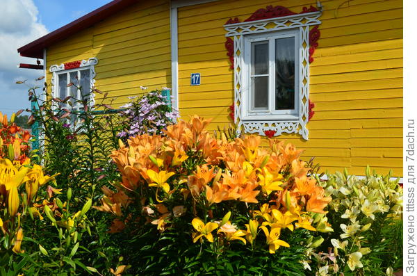 Лилия ЛА-гибрид Ройал Тринити