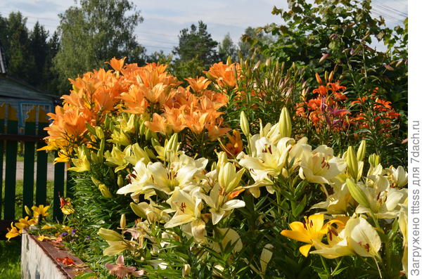 Лилия ЛА-гибрид Ройал Тринити