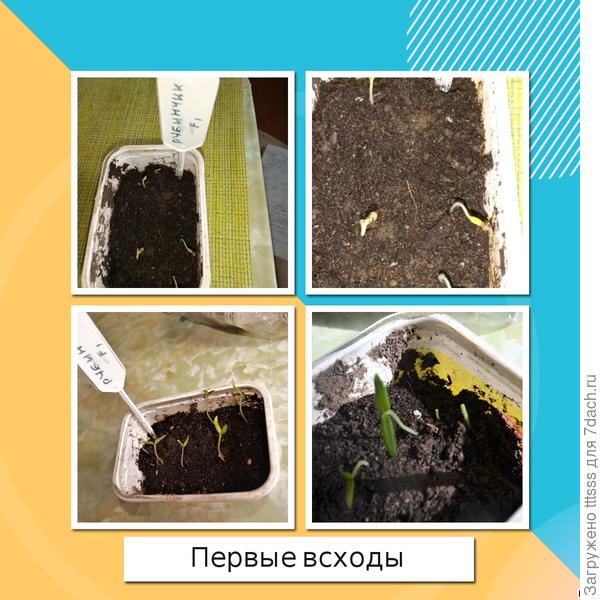 Первые всходы