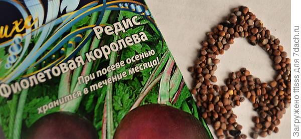 Редис Фиолетовая королева