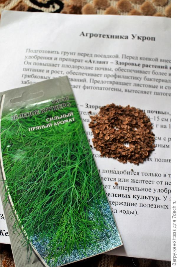 Укроп Зелёное кружево