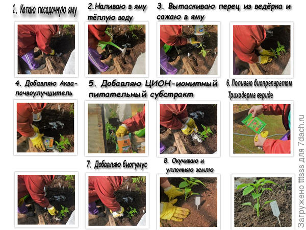 Высадка перца в теплицу