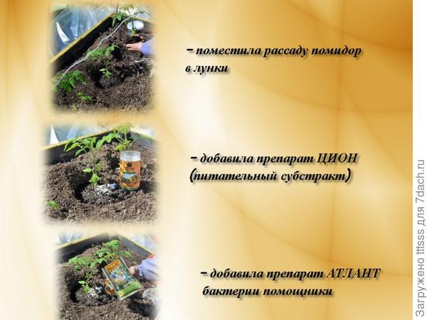 Высадка томатов