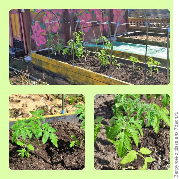 Высадка томатов