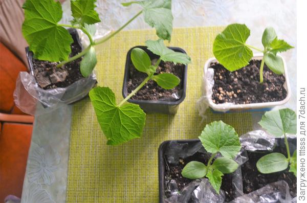 Огурец Курносик F1