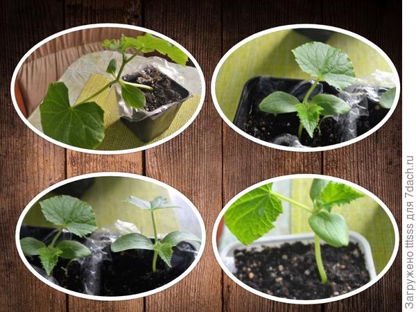 Огуречная рассада