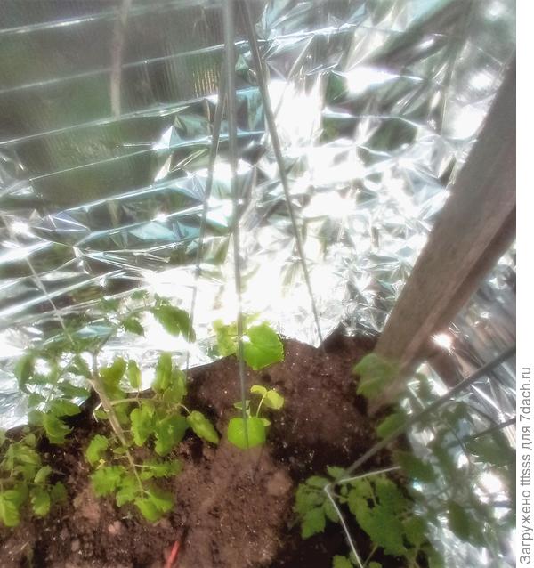 Огурцы в теплице