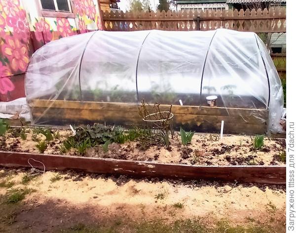 Парник под плёнкой