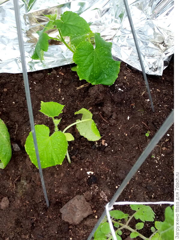 Огурцы в теплице