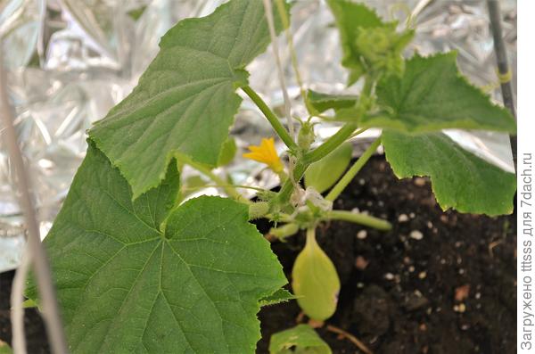 Огурец Курносик F1